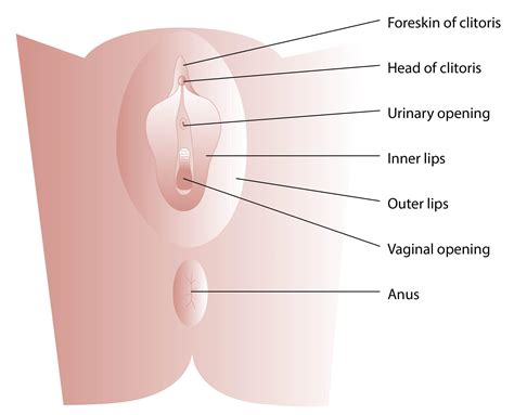 The cervix, which is the lower part that opens into the vagina, and the. Clitoris and lips - Porn pic.