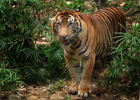 Sundaland of indonesia includes sumatra, java and borneo islands are home to most rare and unique wild sumatran tigers are one of the most vanishing species of wild animal and listed as critically. 11 Endangered Animals Only Exist in Indonesia | Authentic Indonesia Blog