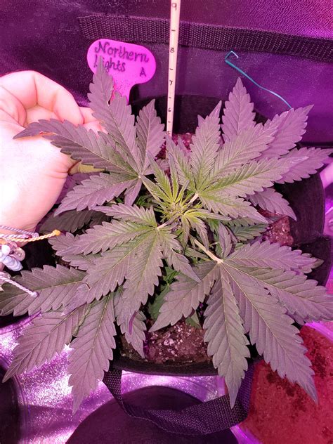 But an ideal autoflower light schedule for growers can optimize health and yield. ILGM Northern Lights Autoflower 2 grow journal week3 by ...