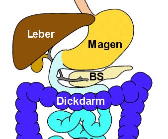 Möglicherweise nimmt ihr körper die nützlichen teile der nahrung, die sie essen, nicht auf, darunter auch nahrungsfett. Chymotrypsin im Stuhl - Übersicht