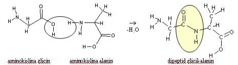 Ein dipeptid ist eine chemische verbindung, die aus zwei aminosäureresten zusammengesetzt ist und durch hydrolyse in zwei aminosäuren gespalten werden kann. Aminokisline se med seboj povezujejo