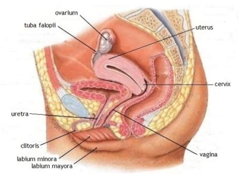 Marie bonaparte adalah seorang perempuan bebas dan revolusioner. Anatomi Organ Reproduksi Perempuan - Info Pendidikan dan ...