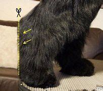 Maybe you would like to learn more about one of these? Scissors hocks downwards | Schnauzer grooming, Schnauzer ...