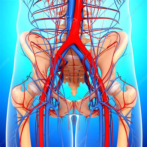 See more ideas about anatomy, pelvic floor, pelvic floor dysfunction. Pelvis anatomy, artwork - Stock Image - F005/9296 ...