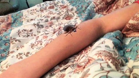 Check spelling or type a new query. When Bed Bugs Attack - YouTube