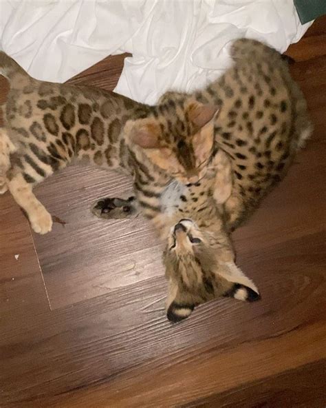 Read more about this cat breed on our bengal breed information page. Kitten For Sale Los Angeles