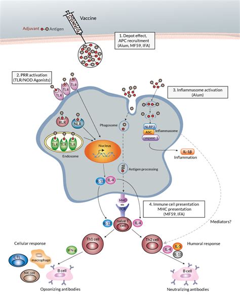 It's an untested method of vaccine development, according to kirill dmitriev, ceo of the russian direct investment fund that bankrolled the russian vaccine development. Human papillomavirus vaccine mechanism action, Che cos e ...