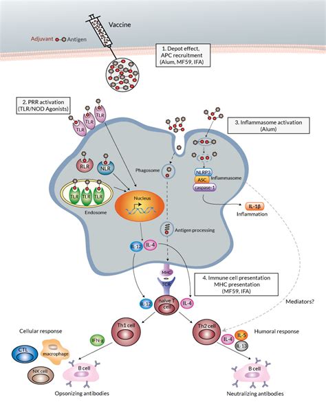 Canada's national advisory committee on immunization has recommended pausing administration of the astrazeneca coronavirus vaccine to those under the age of 55 due to reports of blood clots occurring in vaccine recipients in europe. Human papillomavirus vaccine mechanism action, Che cos e ...