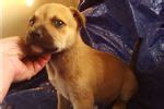 Black mouth cur rescue information: Black Mouth Cur Puppies for Sale from Reputable Dog Breeders