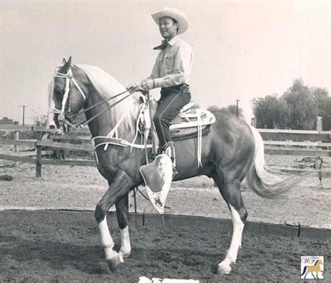 Join the thousands of guests who ride with us each year for the ride of a lifetime! Allen's Gold Zephyr | Walking horse, Tennessee walking ...