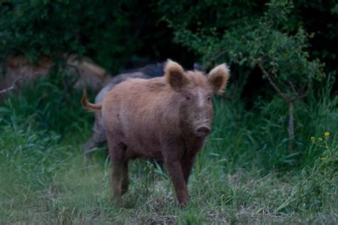 C'est un pur moment de bonheur à ne pas perdre. drole de sangliers