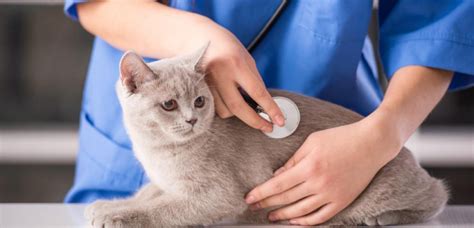 Heartworm is transmitted through mosquito bites. Can humans get worms from cats | Kidney disease, Feline ...