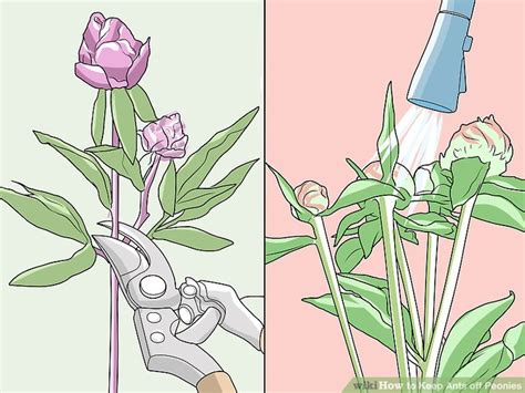 See full list on plantsheaven.com How to Keep Ants off Peonies: 9 Steps (with Pictures ...