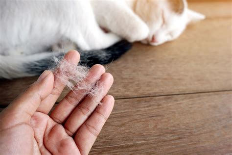 Signs of excessive grooming in cats. Animal Dermatology Clinic in Winnipeg, MB - Bridgwater ...