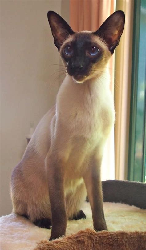 Siamese cats live just as long as other cat breeds. 1000+ images about Cats around the World on Pinterest