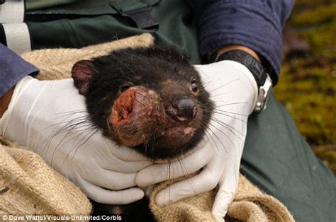 Not only is it difficult to hear the words, but many owners struggle with understanding the process of their disease and when it's actually time to let them go. Tasmanian devils are passing on 'contagious' CANCER when ...