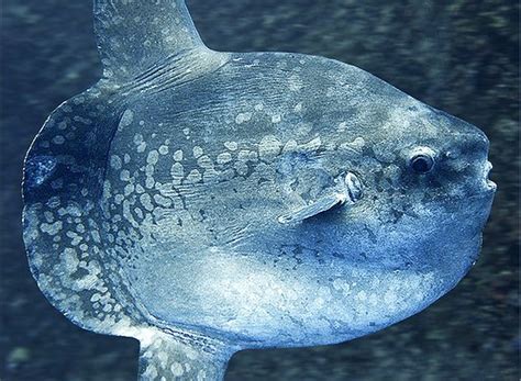 É o maior peixe ósseo à face da terra, pode chegar a medir 3 metros e pesar mais de duas toneladas, e este fez uma visita inesperada a este grupo de amigos. Natureza, Perfeição sem tamanho...