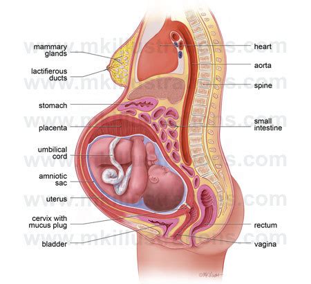 One of the many wonders of the human body. HEALTH BULLETIN .CO: 9 months, 9 symptoms: What pregnancy ...