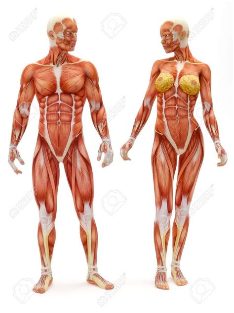 It contains four muscles that exert a force on the upper limb: anatomy of the female chest muscles - Google Search ...