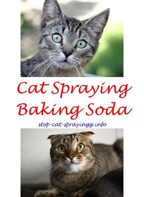 Learn what spraying is for cats and if it is a sign of a larger health condition. Understanding Your Cat's Behavior | Cat spray, Male cat ...