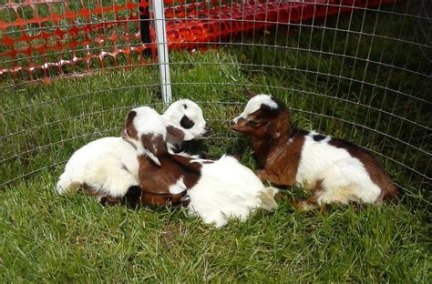 Is there a better way to spend the day than petting and feeding animals at one of the farm petting zoos in nj? The Peaceable Kingdom Petting Zoo | Traveling Mobile ...