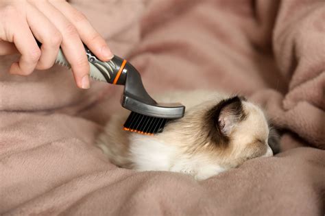 Уход за шерстью, когтями и кожей котёнка | Purina