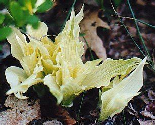 The height is 0 to 0 cm and the growth is medium. Hosta 'White Wall Tire' | plant lust