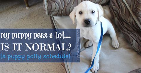 When i had my first dream about poop, i decided that it was time to learn more and that is what this guide is. My Puppy Pees A Lot...Is It Normal? [A Puppy Potty ...