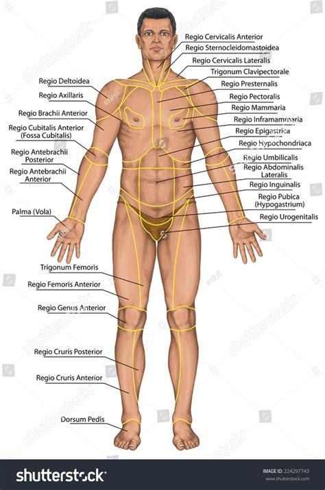 Each of the charts show the structure of the eyes, ears or teeth, but also how the disorder affects those parts of the human body. Male Human Anatomy . Male Human Anatomy Anatomical Board ...