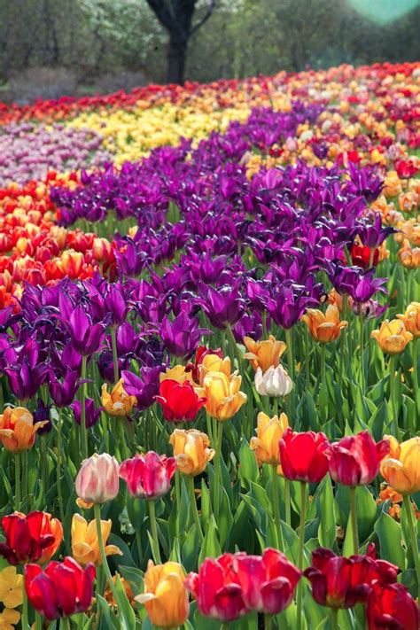 Maybe you would like to learn more about one of these? My Musings: Tulip Festival at Thanksgiving Point