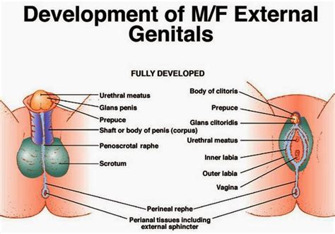 But you are just as likely to see an affectionate female as a male. Sexual Problems, Diseases Treatment & Counseling Clinic ...