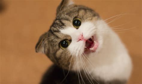 Shutterstock/natalya erofeeva ilustrasi kucing hamil. Mimpi Kucing Hitam Menurut Islam