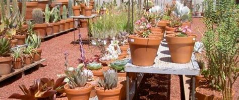 There are a large number of cacti genera that are grown as indoor plants. Bay Area Cactus and Succulents | Plants, Cactus and ...