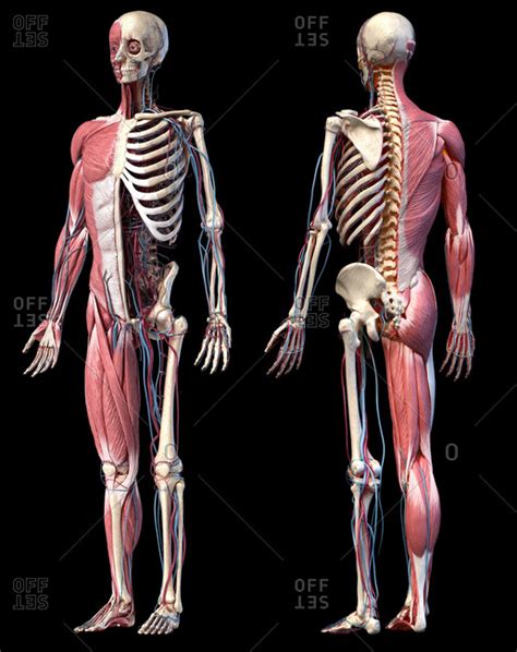 The space between the second and third ribs is called the adheres to the heart and forms the epicardium. Image Off Under Ribs Front And Back Human / This article explains what affects your rib cage ...