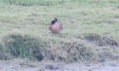 Sexuele voorlichting (sexual information) documentary about puberty. UK400ClubRareBirdAlert: BAIKAL TEAL in Lancashire