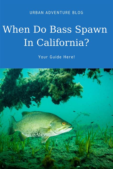 Atlantic coast is a small, silvery fish called the white perch. When Do Bass Spawn In California? Your Guide Here! in 2020 ...