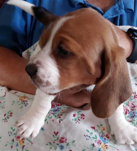 Basset hound puppy for sale near missouri, marshfield, usa. Basset Hound Puppies For Sale | Oklahoma City, OK #310129