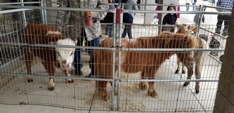 Our petting zoo includes small animals for petting and cuddling including bunnies, baby doll sheep, mini goats, teacup pigs; Petting Zoo Party Rentals Dallas, TX