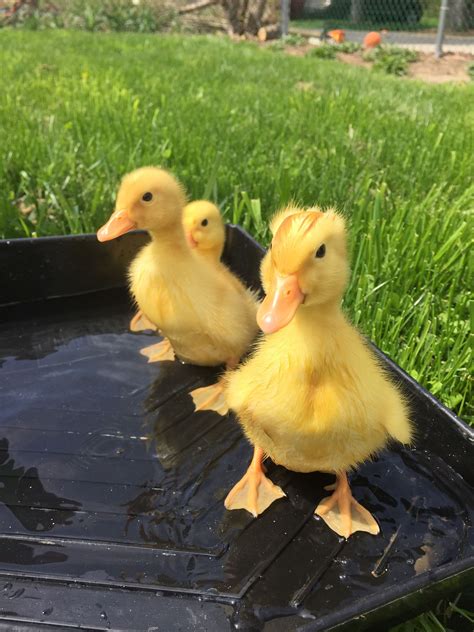 Gradually slip your baby into the tub feet first, using one hand to support her neck and head. A few Pekin ducks purchased with baby chickens led to a ...