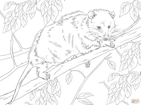 These animals spend more time hanging on tree branches using their tails. Virginia Opossum on a Tree | Super Coloring | Tree ...