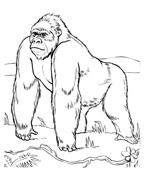 Some king kong coloring may be available for free. Dibujos de gorilas para pintar :: Imágenes y fotos