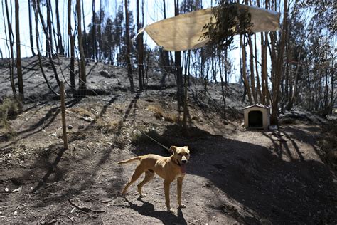 Se reporta un incendio en un centro de rehabilitación para niños en las afueras de moscú. Incêndios: Portugal chocado com a morte dos cães de Loures ...