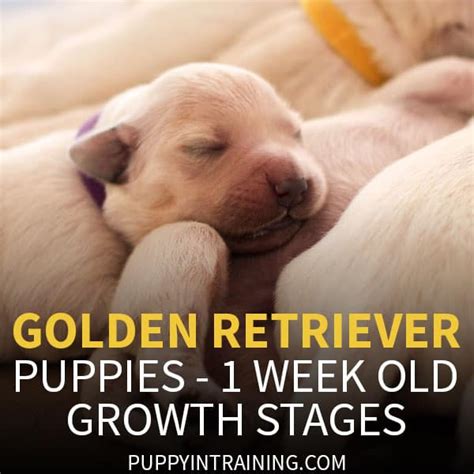 We did not find results for: Golden Retriever Puppy Growth Week By Week Pictures ...