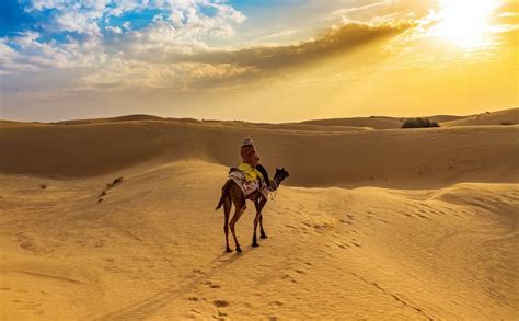 For the most part they have been domesticated for transport, milk, meat, hide. Top 10 Things To Do In Jaisalmer | WOW Travel