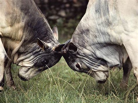 Welcome To Fun2shh World: Latest Bison Animal Wallpapers ...