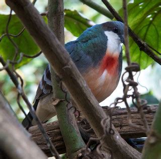 We did not find results for: Luzon Bleeding Heart Pigeon | Hard to spot in the branches ...