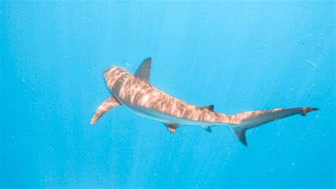 Thought what ranges far and cannot be confined yet stays in one spot the correct one will open this chest. New Mother's Day Traditions: Snorkeling With Sharks