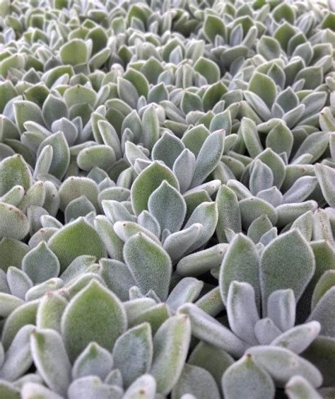 Mother of the bride dresses. Echeveria Pulvinata Frosty | Echeveria pulvinata "Frosty ...