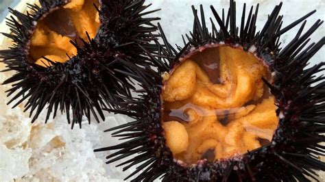 Check 'urchin' translations into malay. Uni Nigiri! - A Global History of Food