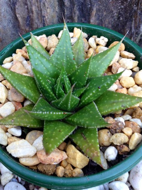 Too much sunlight burns the leaves, and most southern exposures provide too much light for their taste. X GASTERALOE "ARACK". | Plants, Planting succulents ...